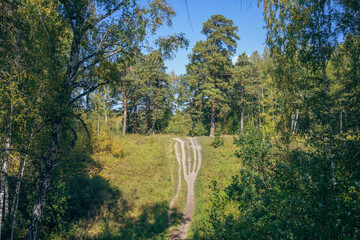 Beautiful hiking trail in the forest. Mixed forest, birch and pine. A hill in the forest.