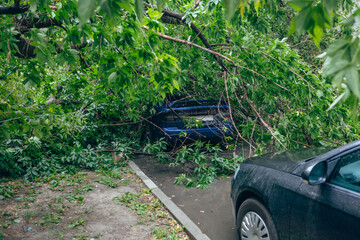 A fallen tree in the courtyard of a residential building. A fallen tree in the parking lot. A tree fell on the car. An incident after a thunderstorm.