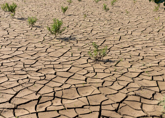 Soil cracked due to drought in the summer season