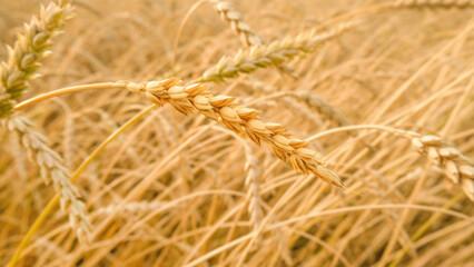 Fototapeta premium Golden ripe ears of wheat in wheat field