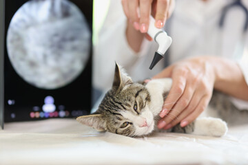Examination of cat ear in veterinary clinic