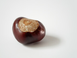 Close-up photo of chestnut on a white background