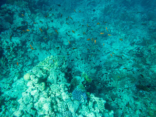 Corals and algae underwater in Red sea