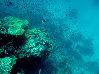Corals and algae underwater in Red sea