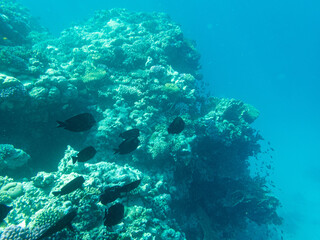 Naklejka na ściany i meble Corals and algae underwater in Red sea