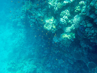Corals and algae underwater in Red sea