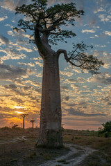 Beautiful Baobab trees at sunset at the avenue of the baobabs in Madagascar