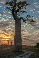 Keuken spatwand met foto Beautiful Baobab trees at sunset at the avenue of the baobabs in Madagascar © vaclav