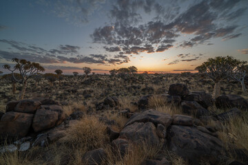 Desert landscape with with quiver trees (Aloe dichotoma), Northern Cape, South Africa