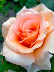 
orange rose close up