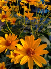 yellow small sunflower flower