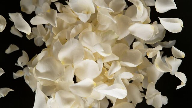 Super slow motion shot of flying white rose petals towards camera on black background at 1000 fps.