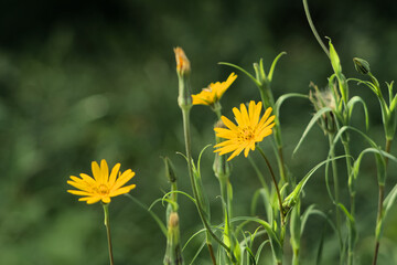 Yellow flowers in the meadow in the sunshine.
