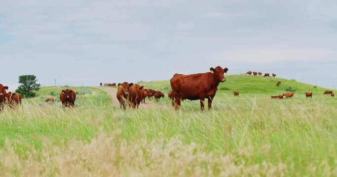 Red Angus Cattle Grazing In Countryside Pasture On A Windy Day At Summer In North Dakota. - wide