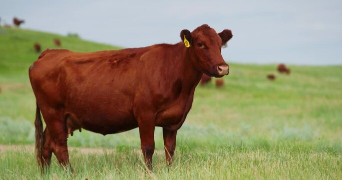 Closeup Of Red Angus, Beef Cattle With Ear Tags Standing In The Pastureland In North Dakota. Handheld Shot