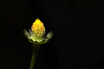 Yellow field flower on a dark background.