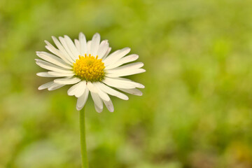 White flower in the meadow in the sunshine.