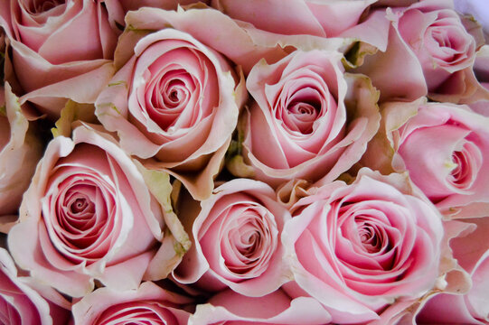 Pasar Lama Tangerang, Banten, Indonesia &ndash; August 21, 2022: Roses or Rosoideae with Selected Focus.