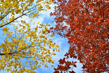 autumn yellow and red foliage on trees on background of blue sky with white clouds at sunny day. bottom view