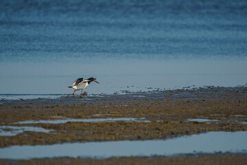 Eurasian Oystercatcher (Haematopus ostralegus) flying over the swamp