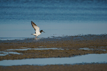 Eurasian Oystercatcher (Haematopus ostralegus) flying over the swamp