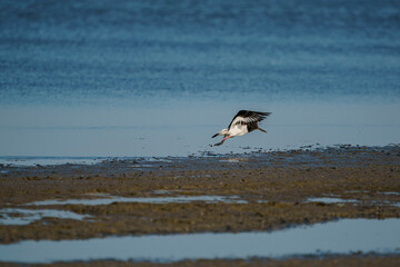 Eurasian Oystercatcher (Haematopus ostralegus) flying over the swamp