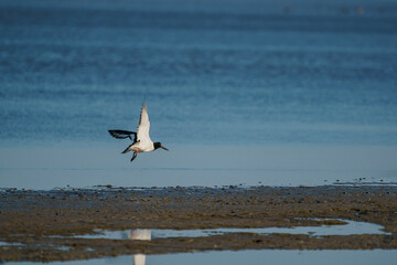 Eurasian Oystercatcher (Haematopus ostralegus) flying over the swamp