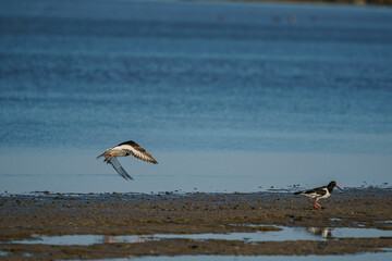 Eurasian Oystercatcher (Haematopus ostralegus) flying over the swamp