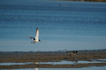 Obraz premium A group of Eurasian Oystercatcher (Haematopus ostralegus) in the swamp