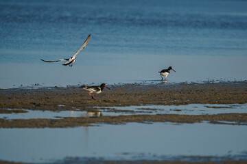 A group of Eurasian Oystercatcher (Haematopus ostralegus) in the swamp