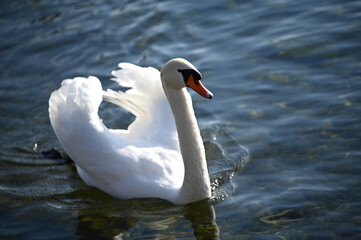 swan on the lake