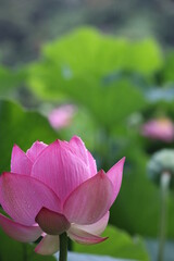 庭園に咲く蓮の花