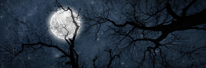 night sky in the forest with stars in heaven on halloween