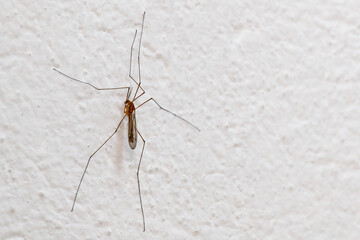 Mosquito infectious of dengue on a white wall with copy space on the right (Culex pipiens)