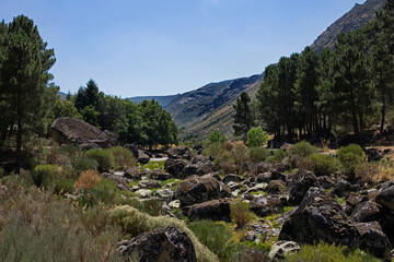 Fototapeta na wymiar Vallée glacière en été dans la Serra d'Estrela, plus haute montagne du Portugal. Rivière coulant au milieu des rochers de granit et des sapins d'altitude.