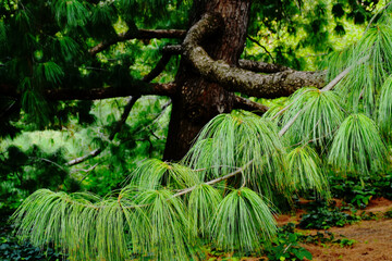 lush green Himalaya pine tree closeup with large diameter trunk and spreading branches. long pine needles. scientific name Pinus wallichiana. coniferous or evergreen tree. also known as Bhutan pine.