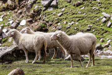Obraz na płótnie Canvas Himalayan sheep roaming in mountains on grass