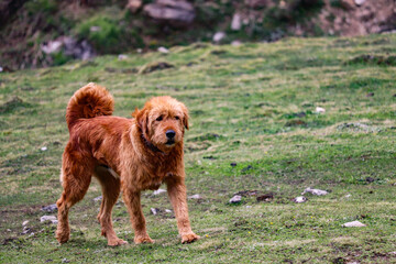 Wild dog in himalayan mountains - obrazy, fototapety, plakaty