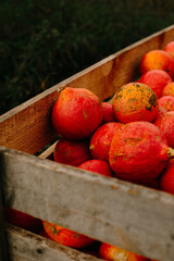 mehrfarbige helle kürbisse, herbsthintergrund mit saisonalen produkten, inspiration für herbst, halloween