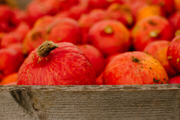 mehrfarbige helle kürbisse, herbsthintergrund mit saisonalen produkten, inspiration für herbst, halloween
