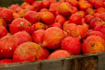 mehrfarbige helle kürbisse, herbsthintergrund mit saisonalen produkten, inspiration für herbst, halloween