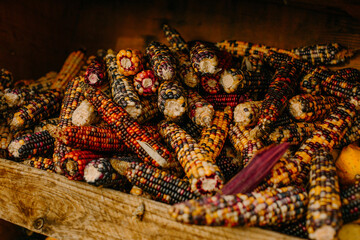 mehrfarbige helle kürbisse, herbsthintergrund mit saisonalen produkten, inspiration für herbst, halloween