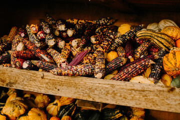 mehrfarbige helle kürbisse, herbsthintergrund mit saisonalen produkten, inspiration für herbst, halloween