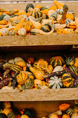 mehrfarbige helle kürbisse, herbsthintergrund mit saisonalen produkten, inspiration für herbst, halloween