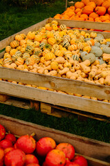 mehrfarbige helle kürbisse, herbsthintergrund mit saisonalen produkten, inspiration für herbst, halloween