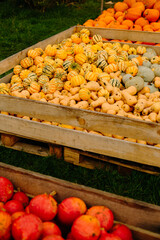 mehrfarbige helle kürbisse, herbsthintergrund mit saisonalen produkten, inspiration für herbst, halloween