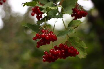 viburnum branch