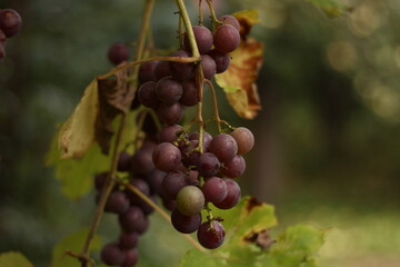 red grapes on vine