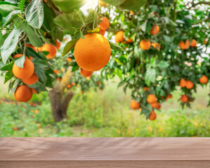 Wooden table top ander orange trees covered with orange fruits. Blurred sunny orchard garden at the...