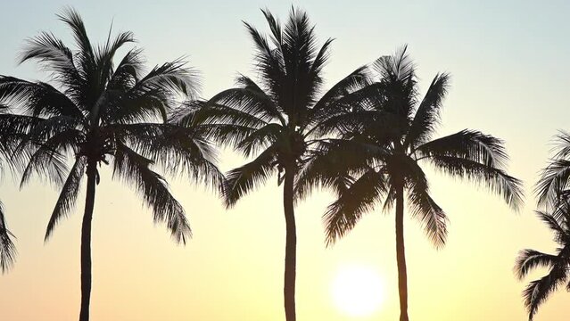 The tops of palm trees silhouetted against a tropical sunset.